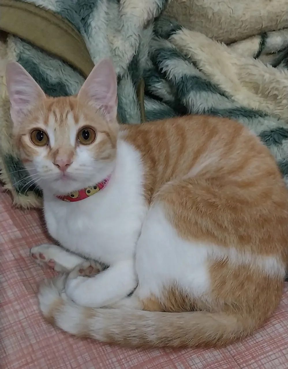 Gatinho Lindo para Adoção