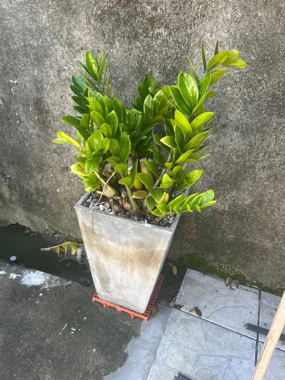 ZZ Plant - Zamioculcas Zamiifolia em Vaso de Concreto