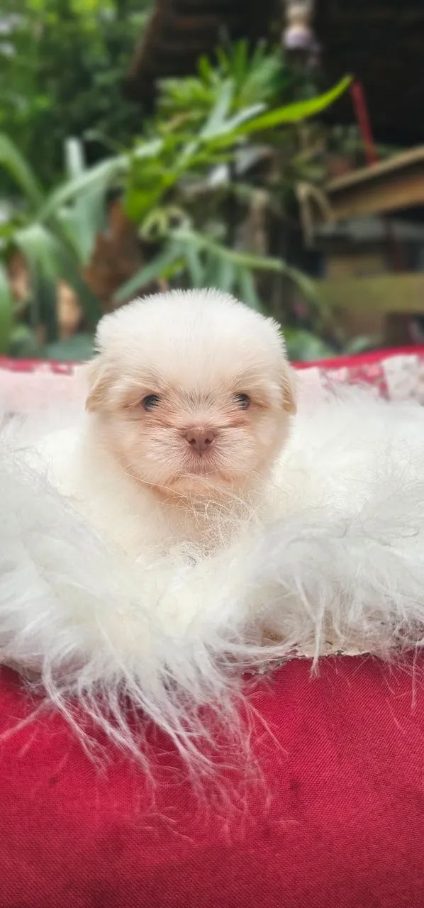 Shih-tzus Machos Branco e areia