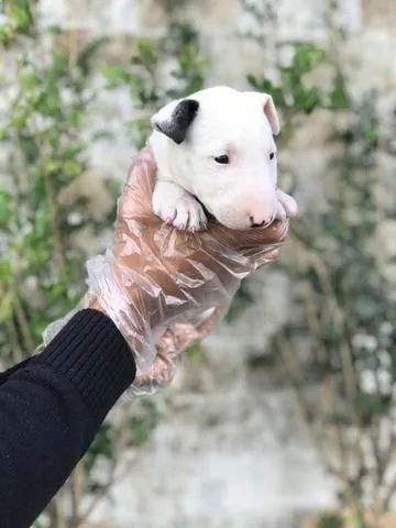 Bull terrier miniatura- Fêmea 48 dias- Para adquirir seu pet, nos contate- 11 960.16.49.76