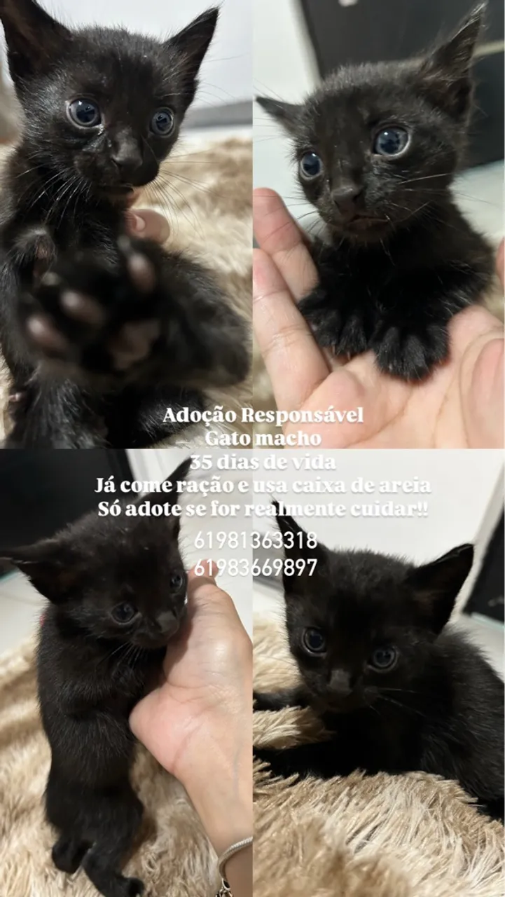 Gatos filhote para doação