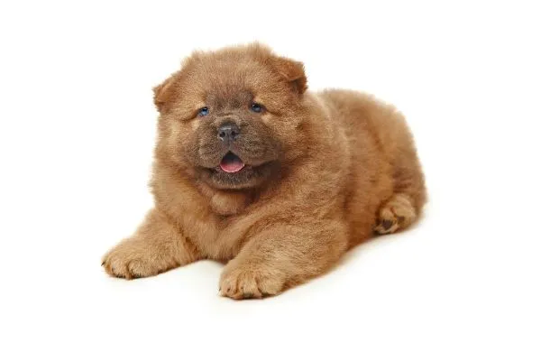 Filhote Chow-Chow