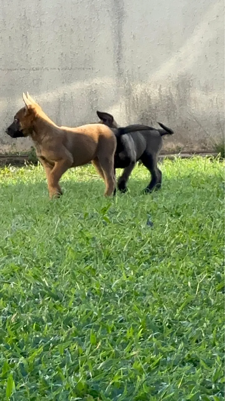 Pastor Belga Malinois filhotes