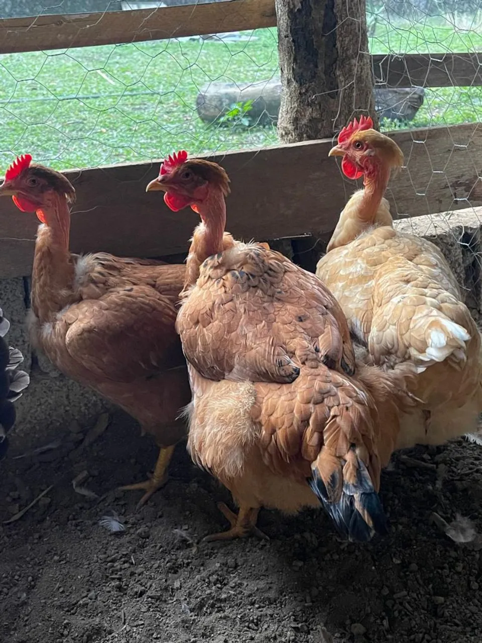 Galinhas Pescoço Pelado - Produtivas e Resistentes