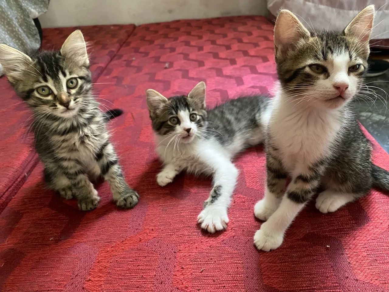 Doa a se gatinhos 2 meses de vida  - Foto 2