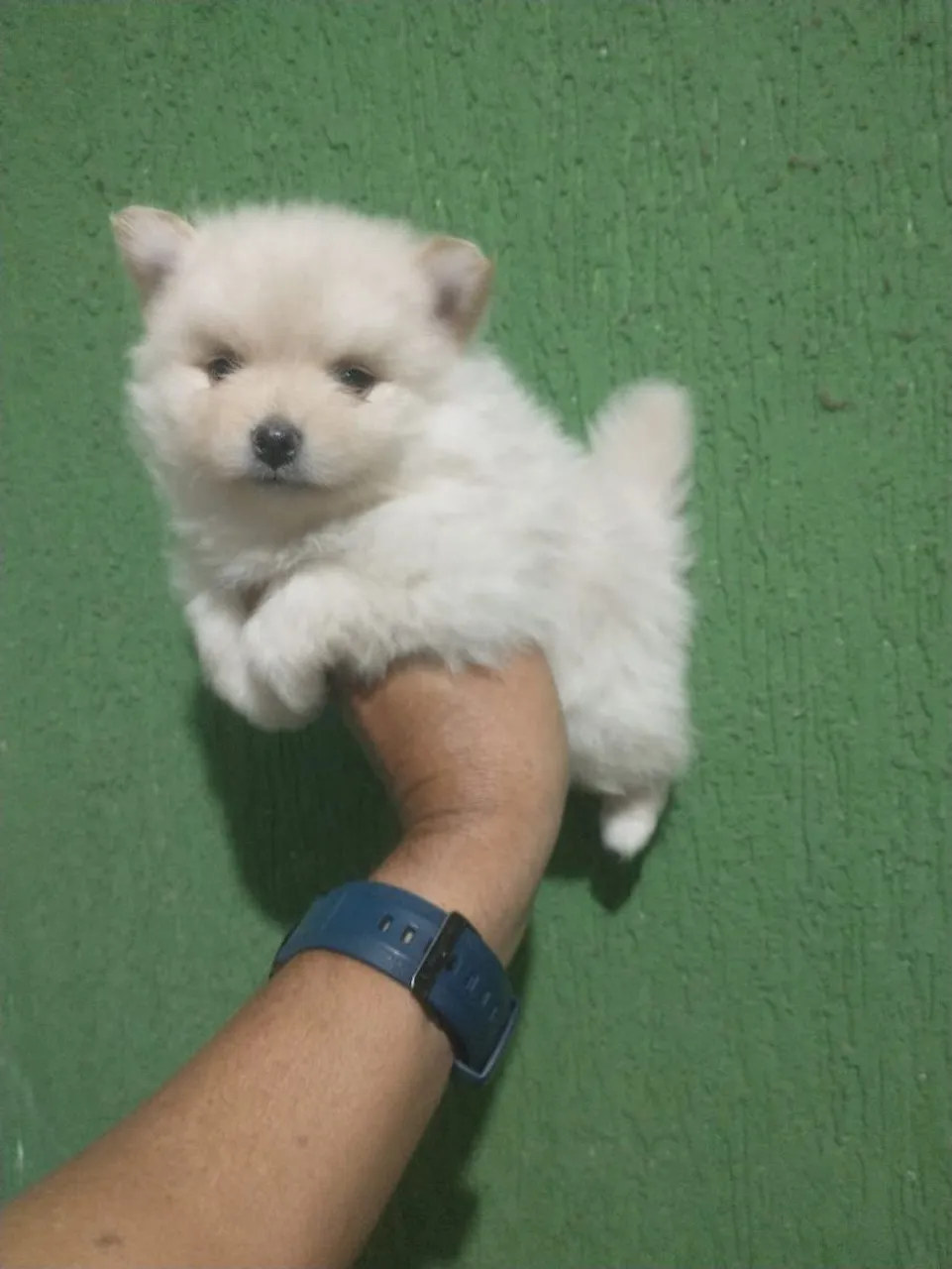 Filhote de Spitz Alemão
