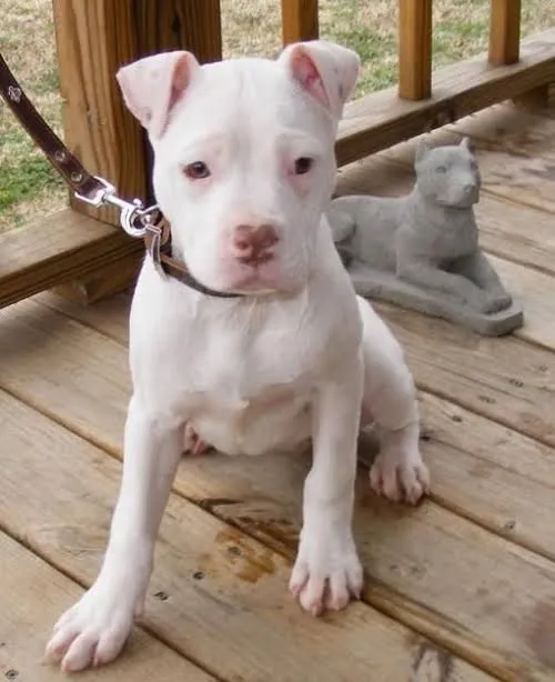 Doacao filhote de pitbull