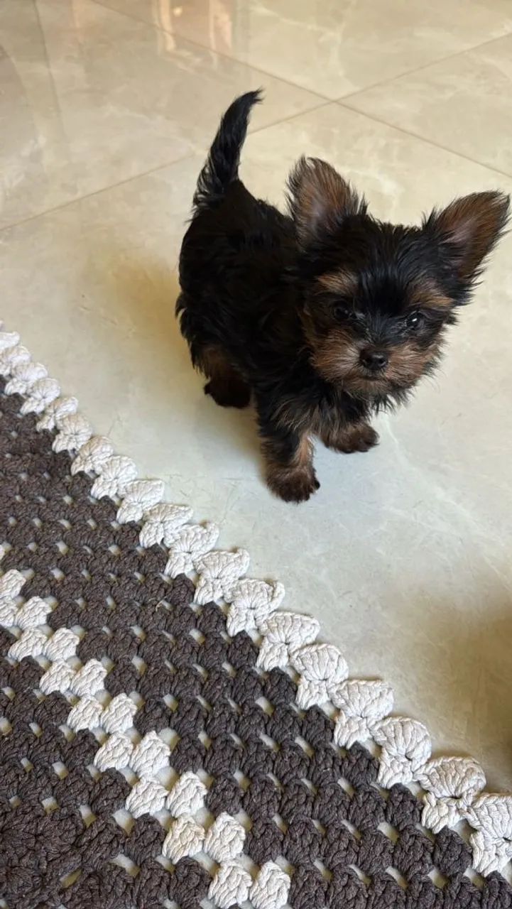 Yorkshire Terrier Filhote - Foto 3