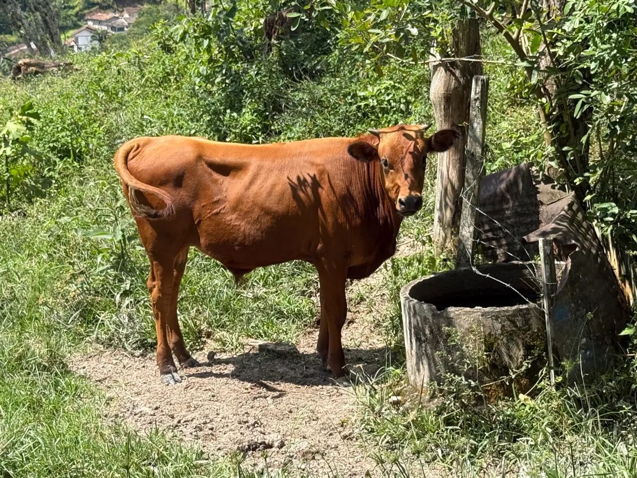 Bezerro/Terneiro Macho - Foto 5