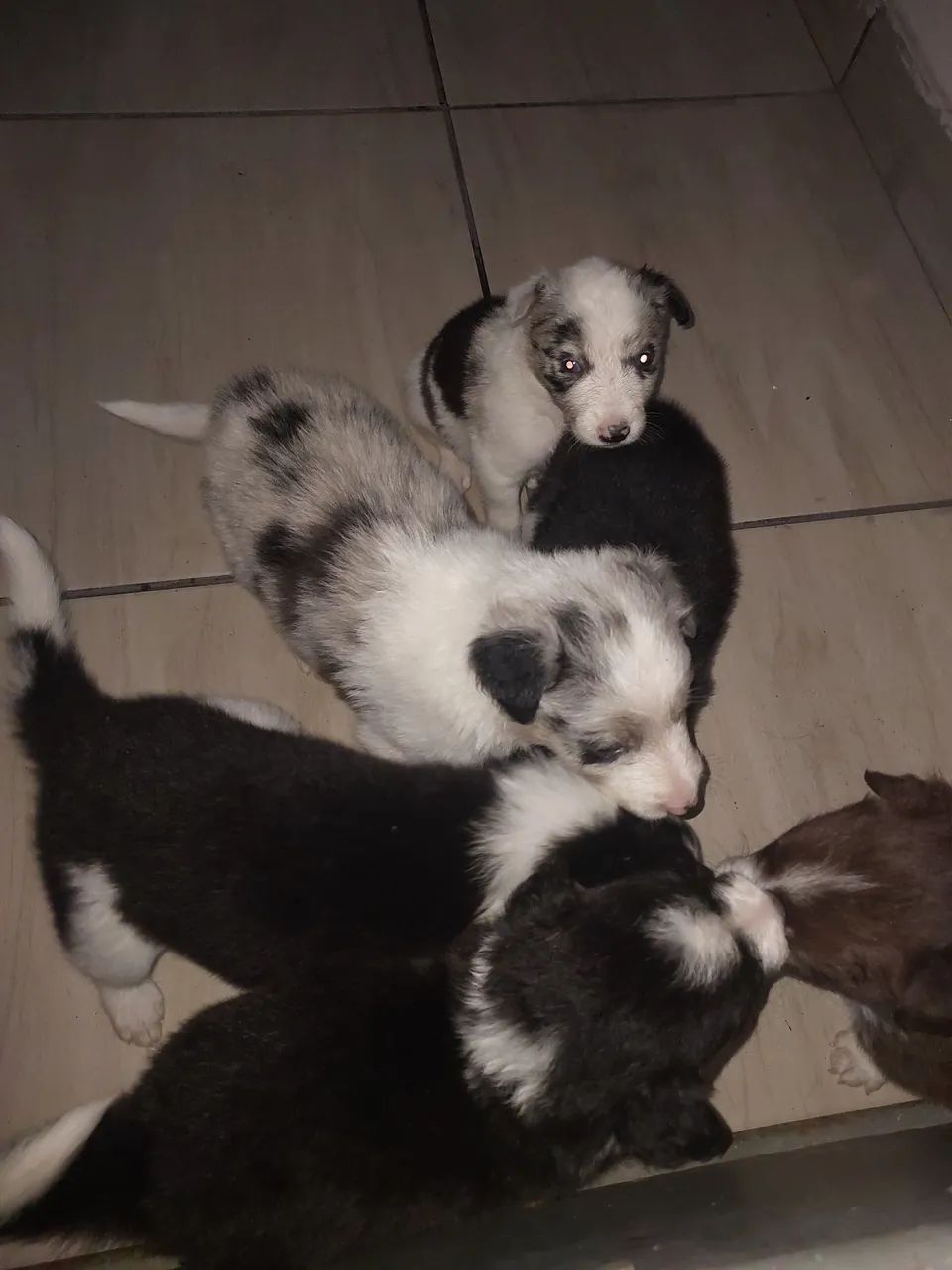 Cachorros no Rio de Janeiro