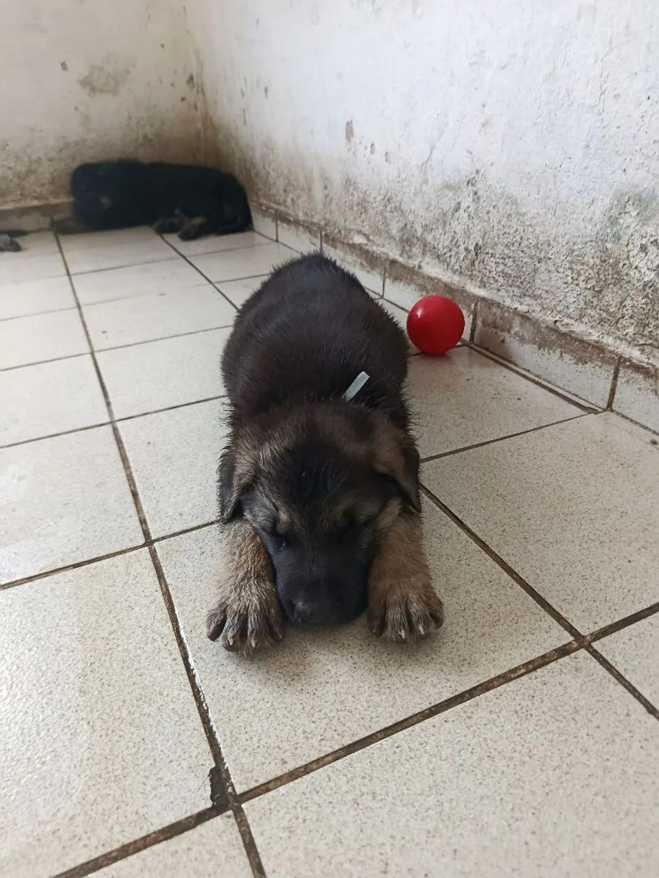 Pastor Alemão Capa Preta - Foto 4
