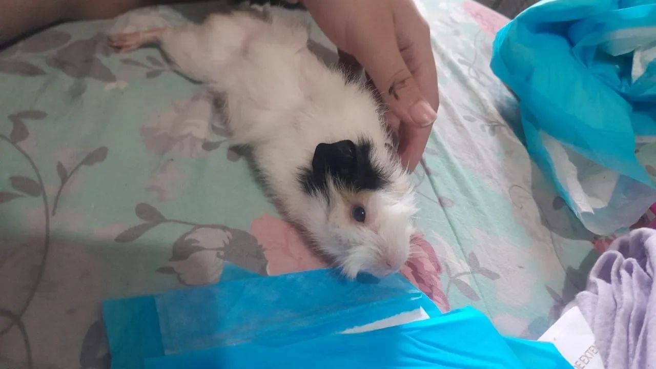 vendo duas porquinhas da india filhote, com cercadinho o pano, banheirinho e casinha  - Foto 2