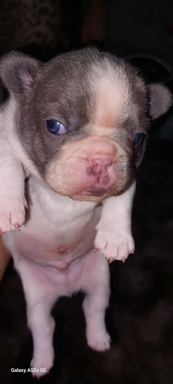 Filhote de Bulldog Francês - Fofo e Charmoso!