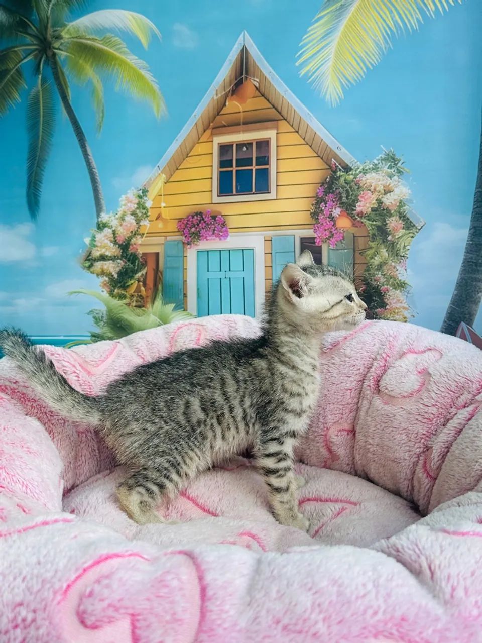 Bengal Silver Macho  - Foto 5