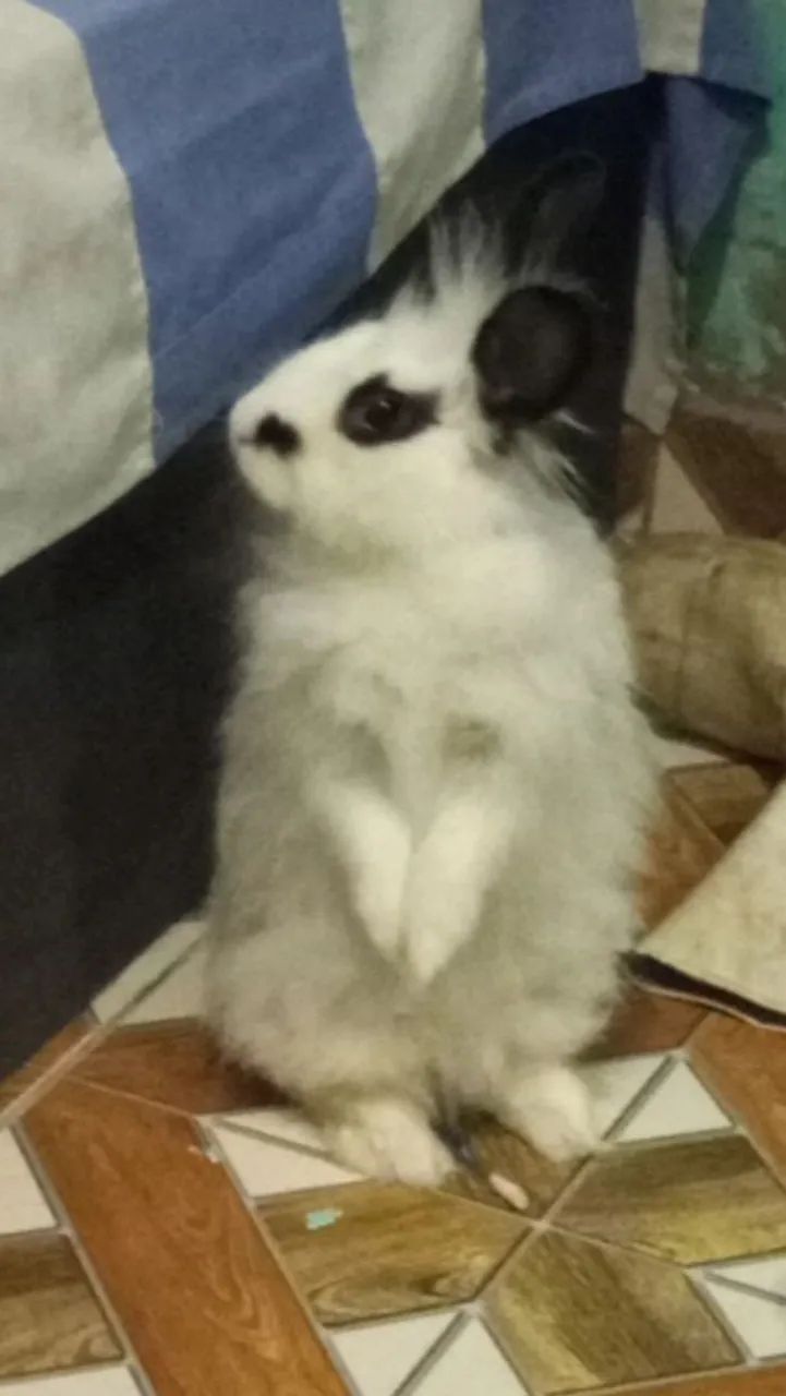 Coelha angorá  - Foto 5