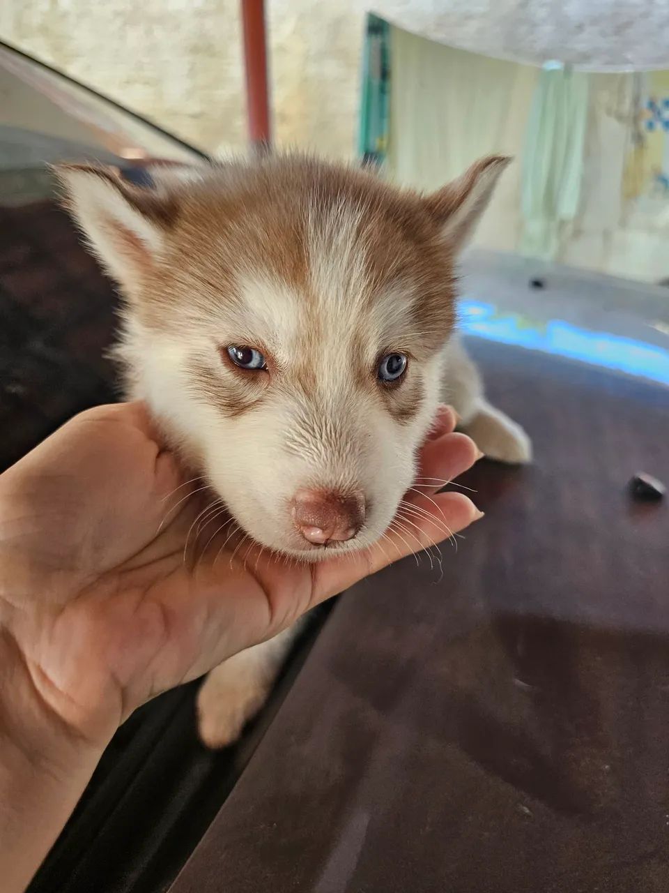 Filhote Husky Siberiano - Foto 3