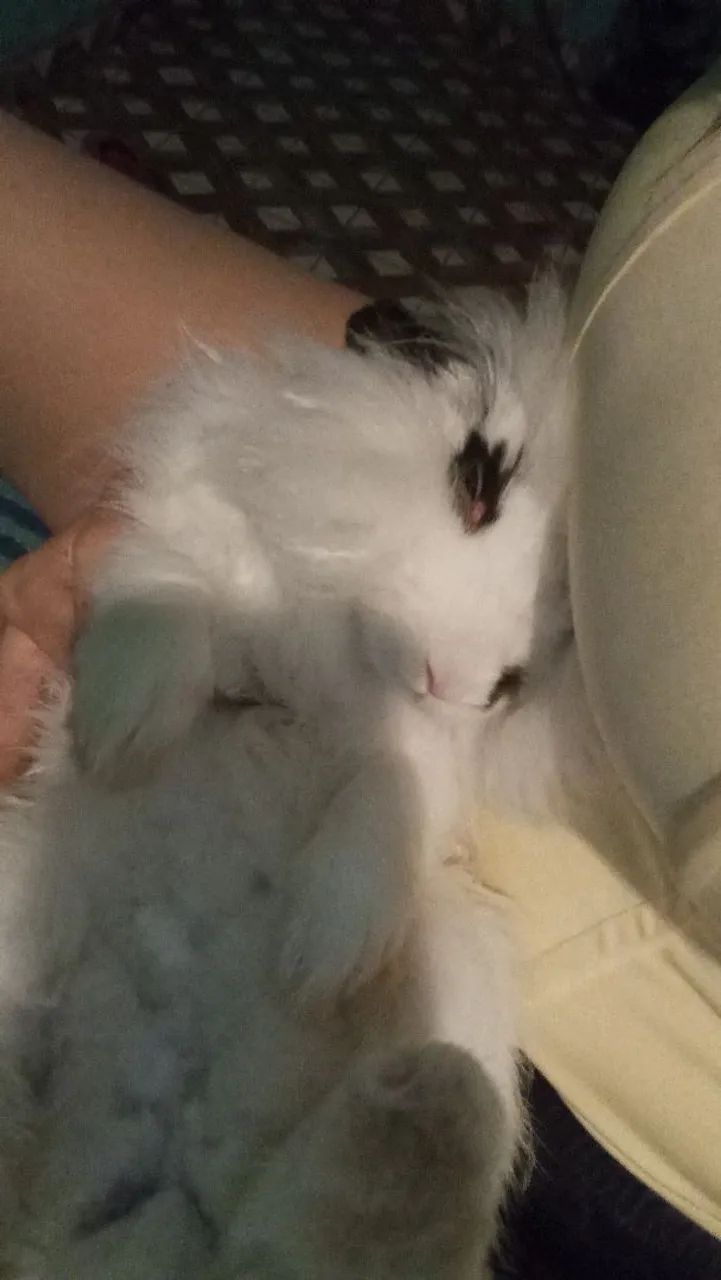 Coelha angorá  - Foto 3