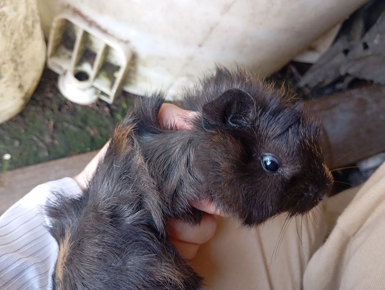 Filhote de Porquinho da Índia  - Macho - Foto 2