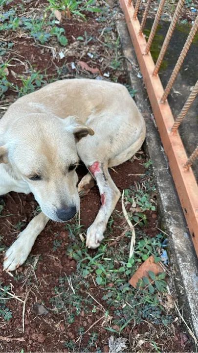 Adoção Responsável de cachorro resgatado de atropelamento. - Foto 3