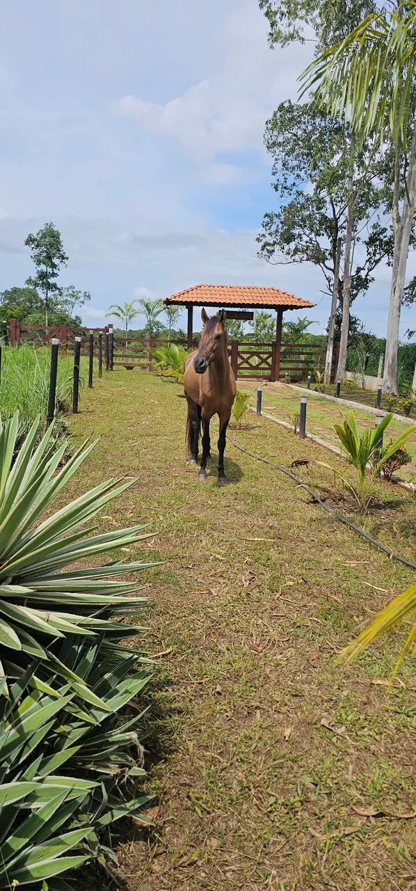 Mangalarga Marchador  - Foto 3