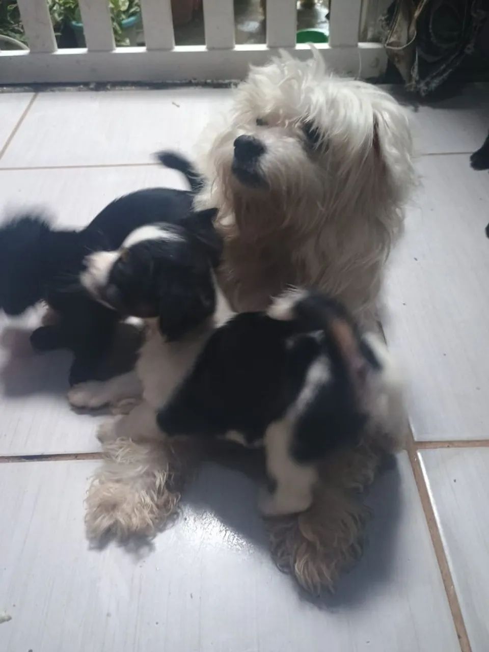 Animais portes pequenos 