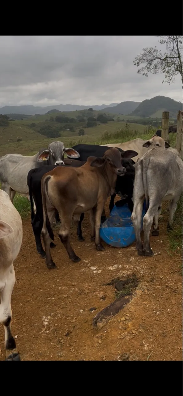 Bezerros Nelorados para venda