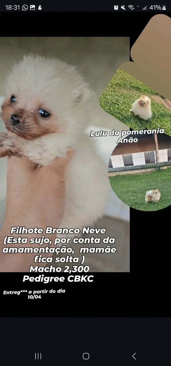 Filhote macho Branco neve de lulu da pomerania anão  - Foto 2