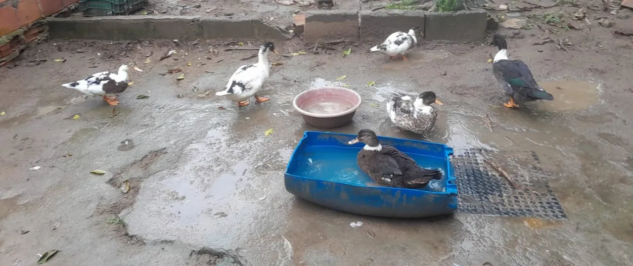 Patos