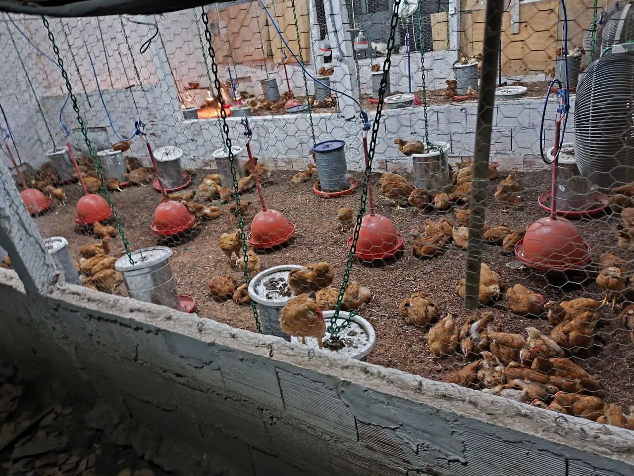 Frango Caipira - Foto 3