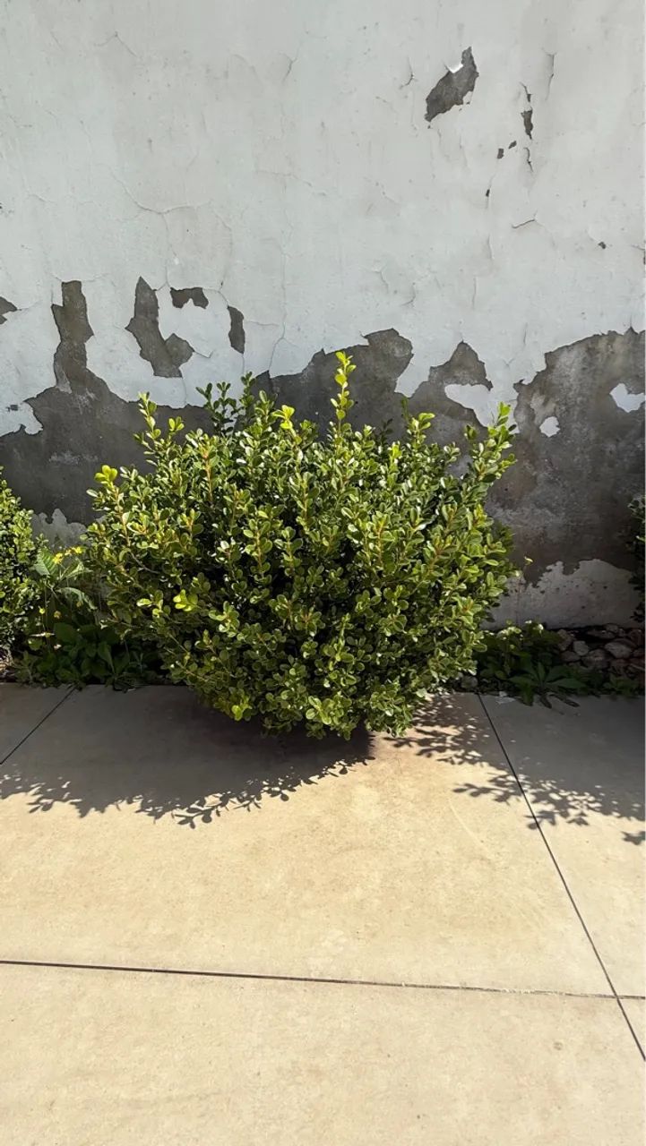 Arbusto Ornamental - Foto 5