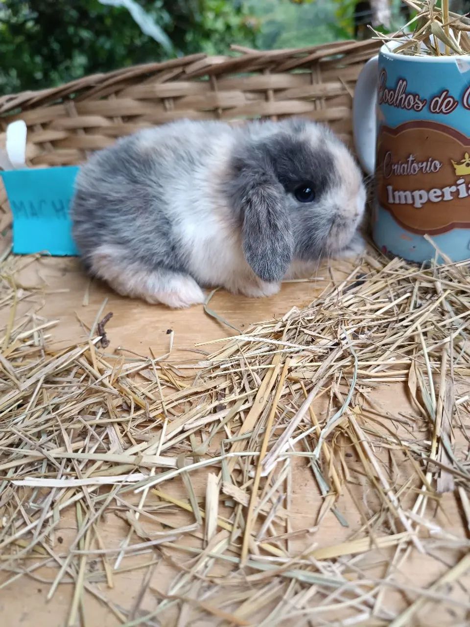 COELHOS DE COMPANHIA MINI, ANOES E GIGANTES - Foto 3