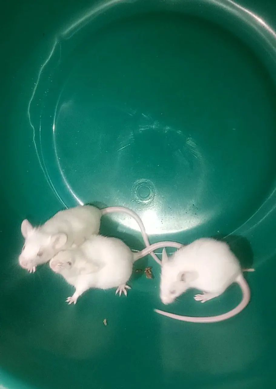 Hamster Camundongo 64650959768065120