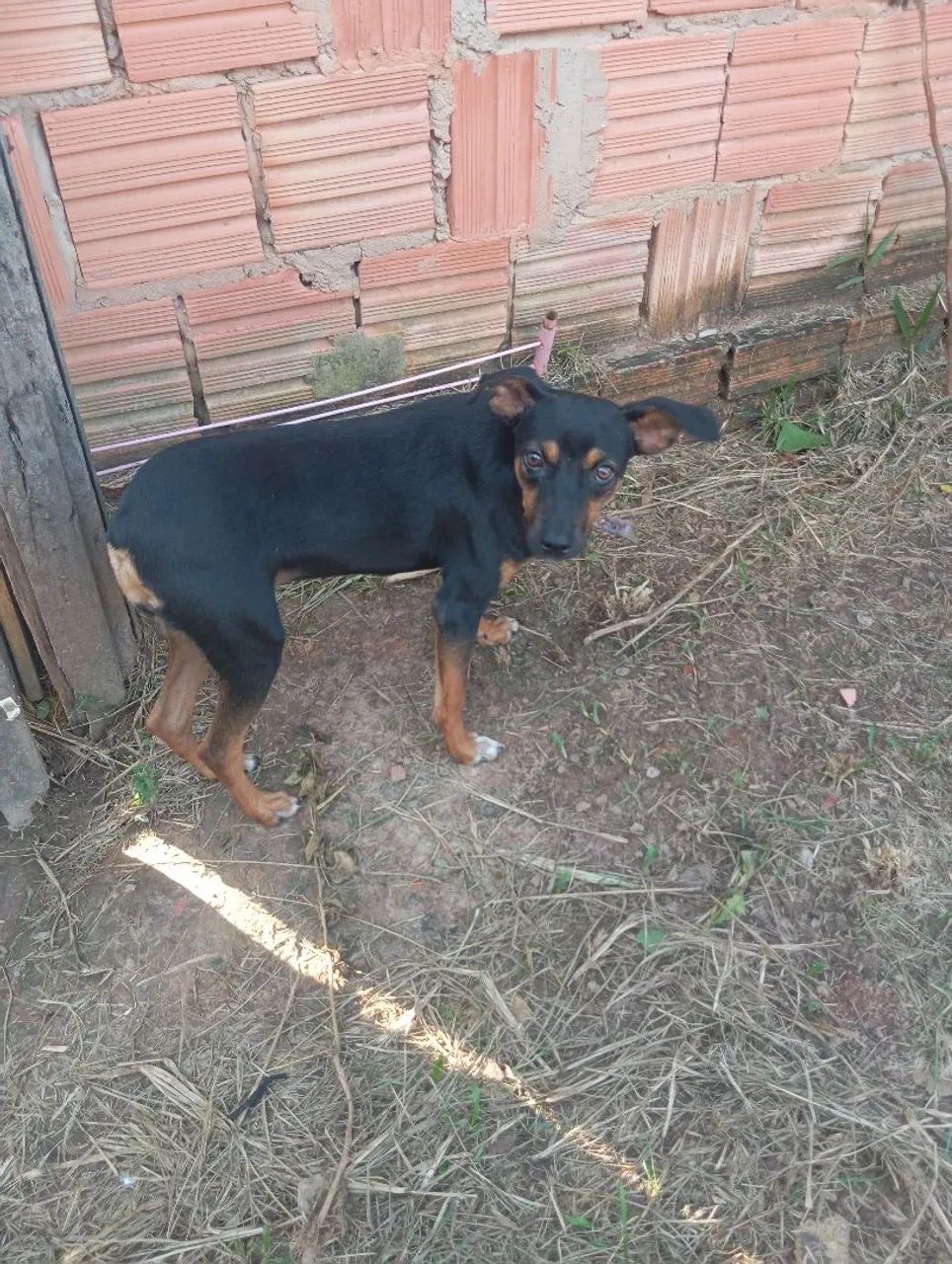 Cachorro porte grande