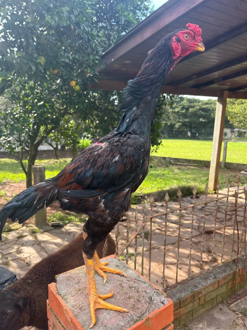 Frangos 