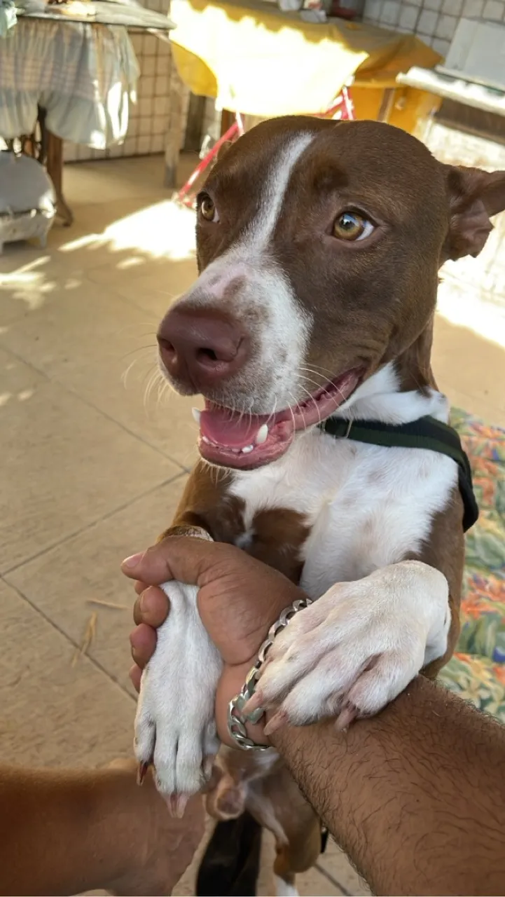Cachorro na raça Pitbull