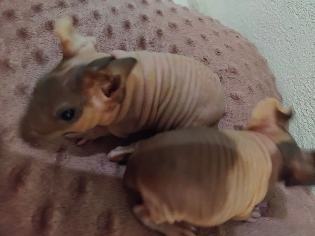 Porquinho da india skinny  - Foto 4