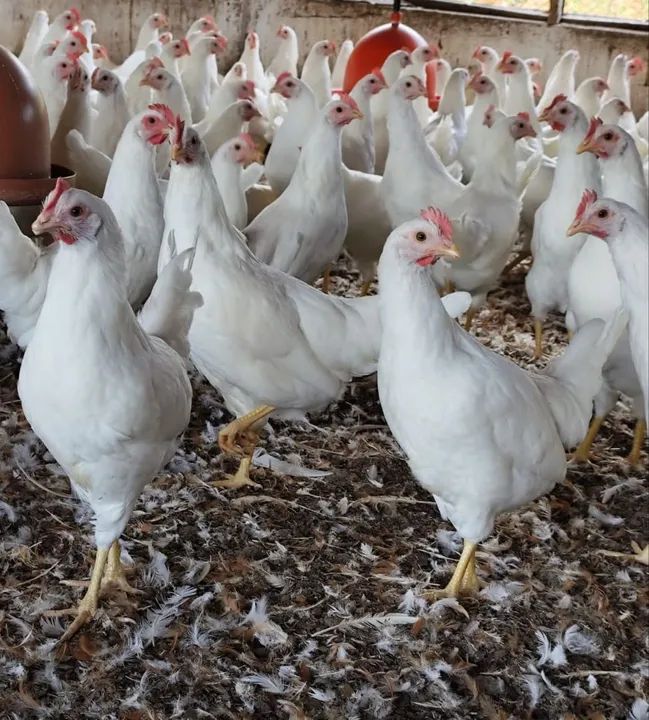 Galinha Poedeira Novagen Tinted 