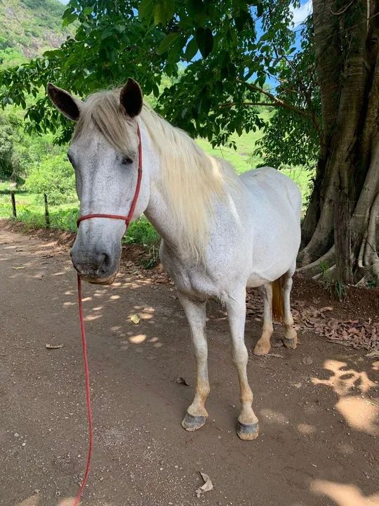 Cavalo branco para venda - Foto 2