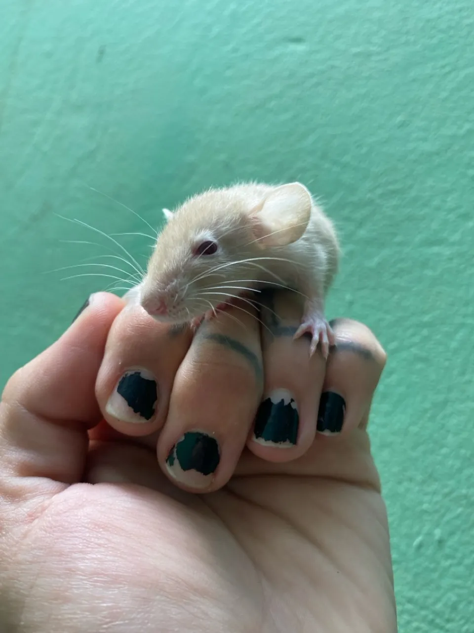Roedores - Twister Dumbo (padrão para pet)