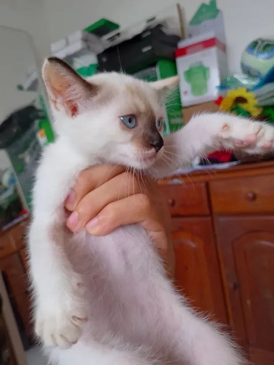 Gatos para adoção  - Foto 2