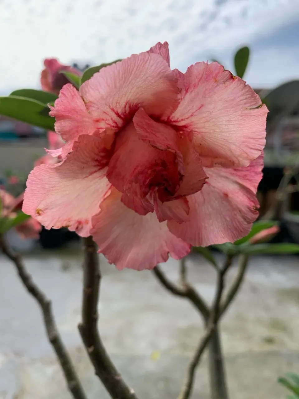 Rosa do Deserto Adenium Obesum