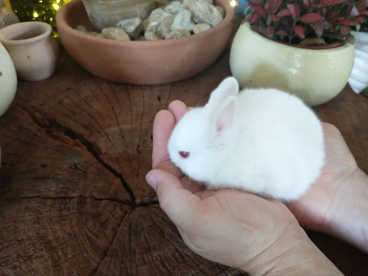 Vendo filhote mini coelho Netherlands  - Foto 3