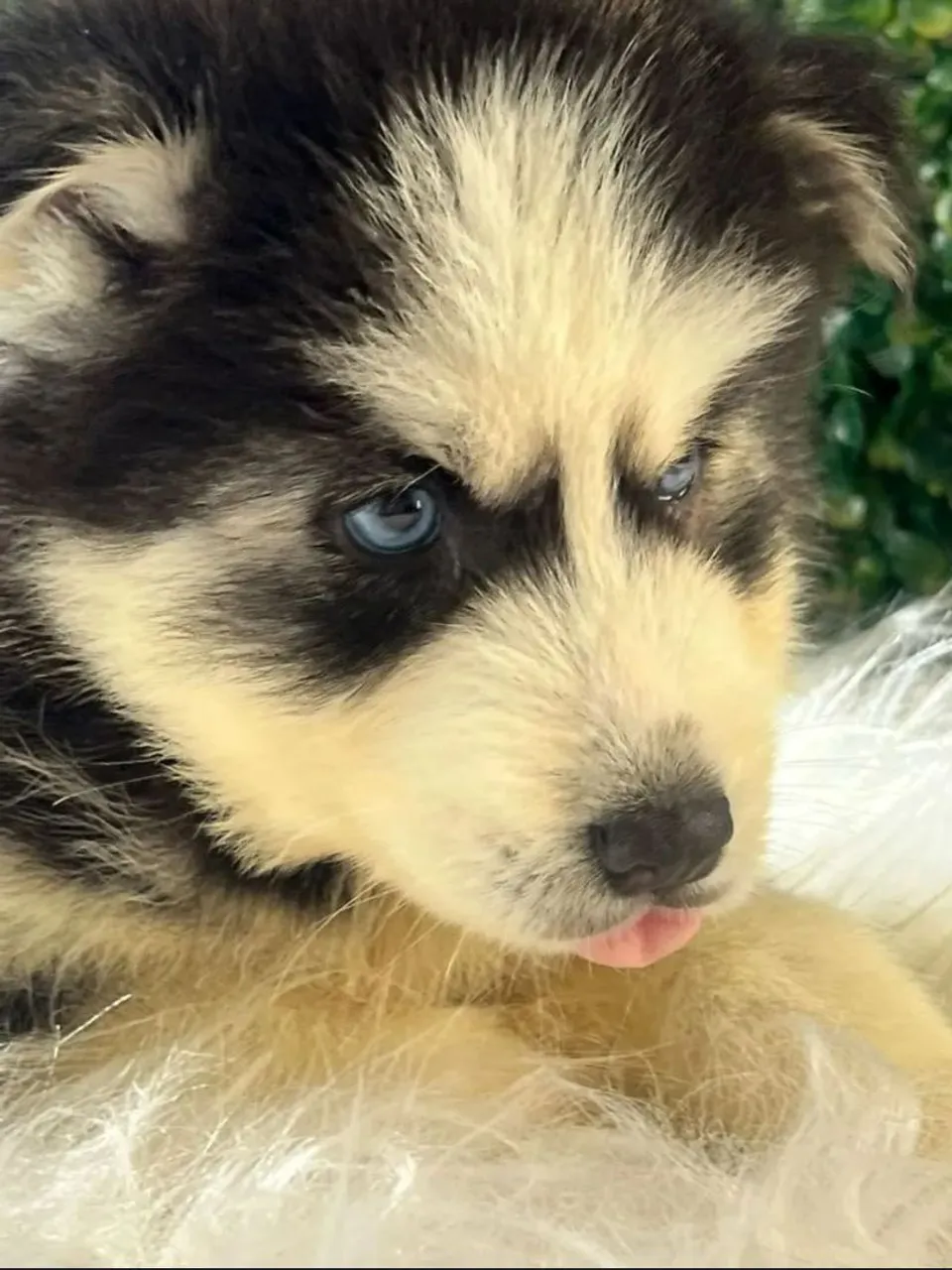 Filhote Husky Siberiano - Olhos Azuis Confira orçamento