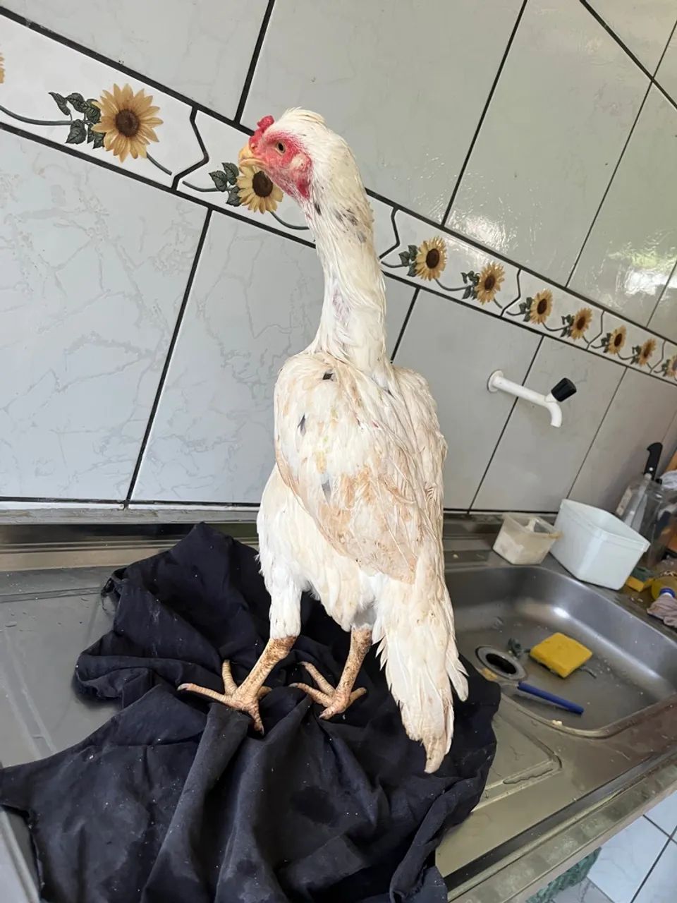 Galinha Índia topete