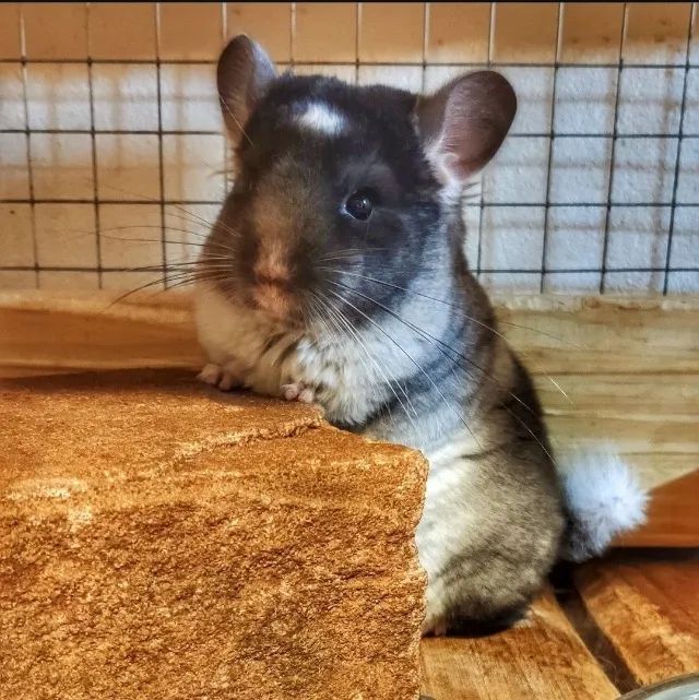 Chinchila - Filhotes - PROMOÇÃO DE VERÃO - Foto 6