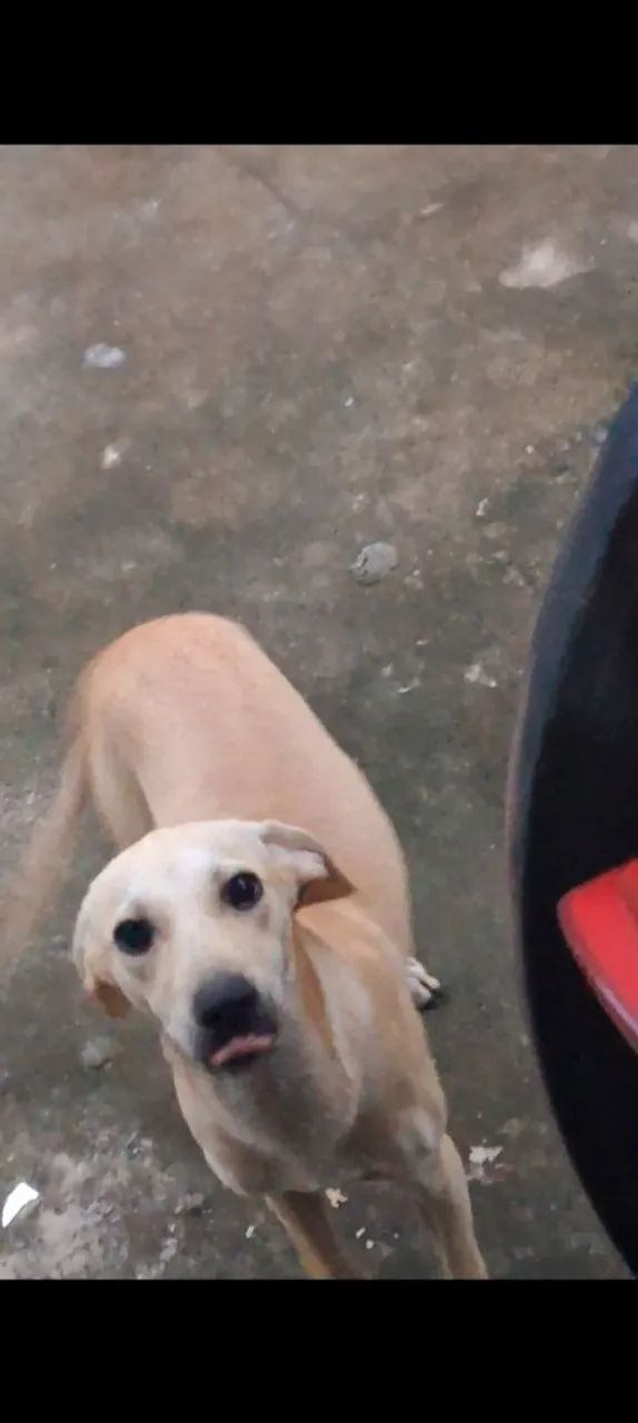 Filhote de cachorro Caramelo 