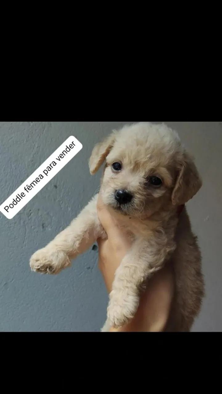 Filhote de Poodle 