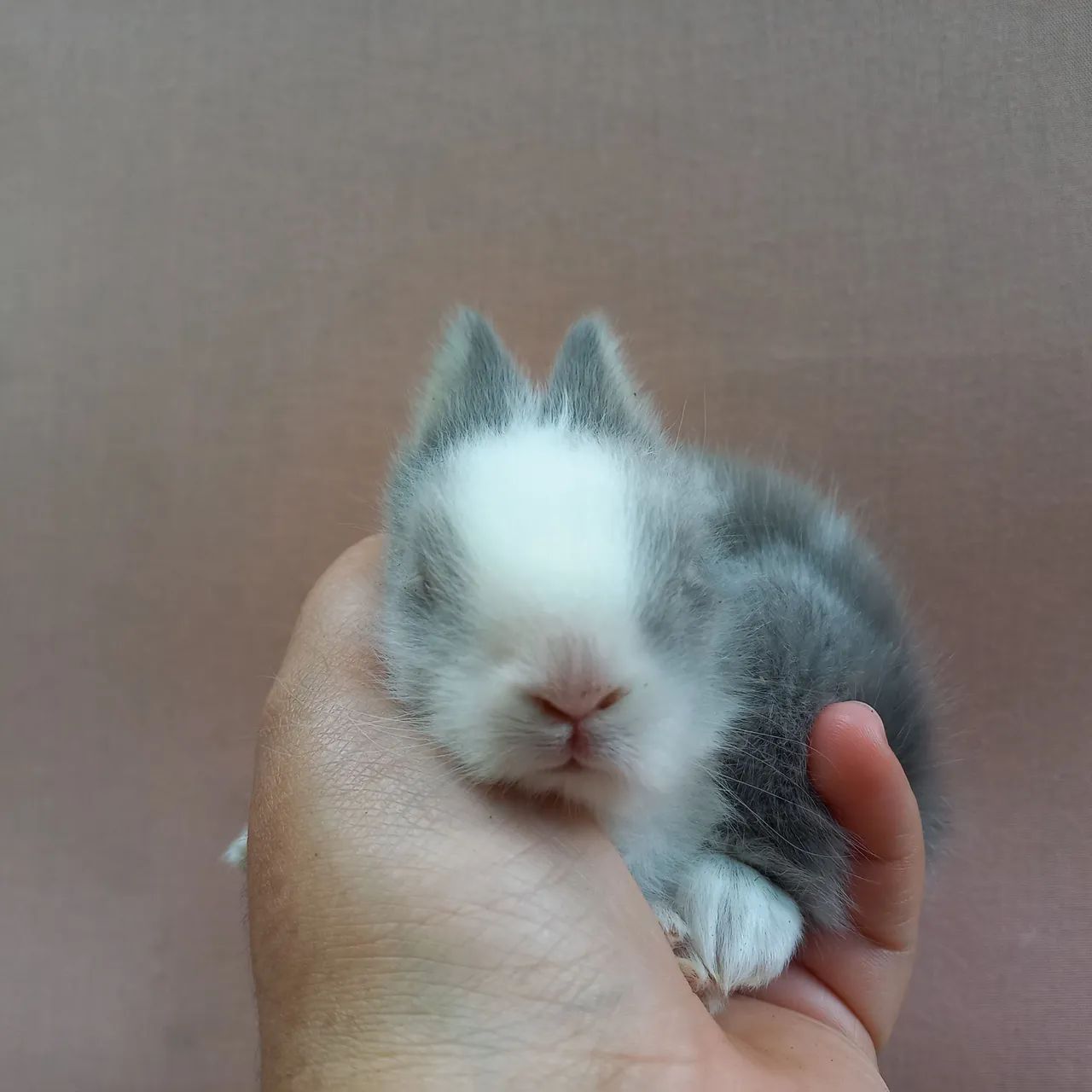 Coelho Anão Teddy Dwerg  - Foto 4