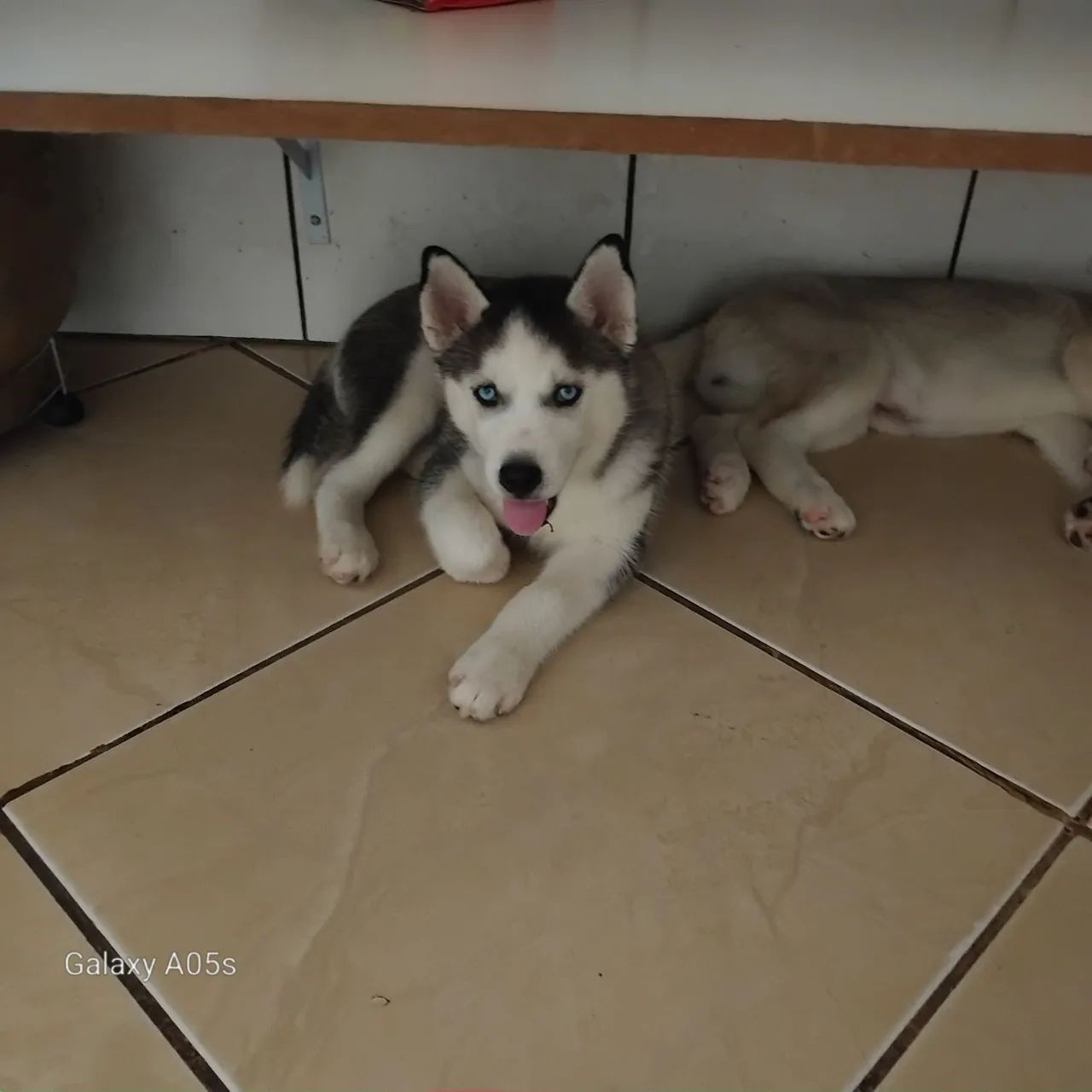 Lindos filhotes de Husky Siberiano  - Foto 3