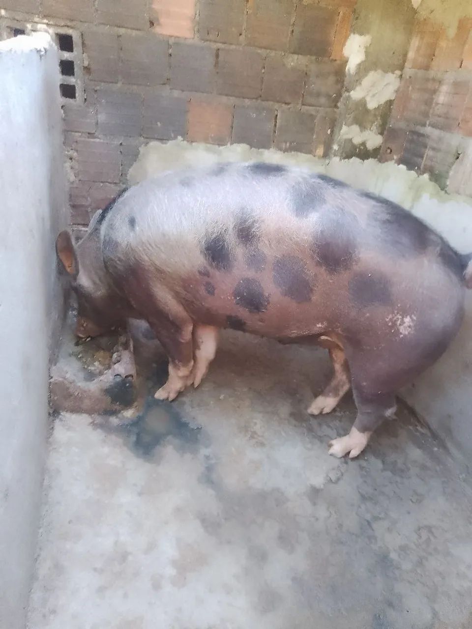 Porco - Foto 5